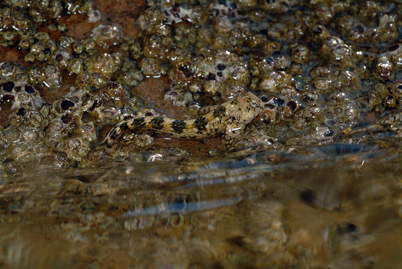 Coryphoblennius galerita